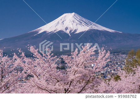 【山梨縣】富士山櫻花盛開，春天的新倉山淺間公園 95988702