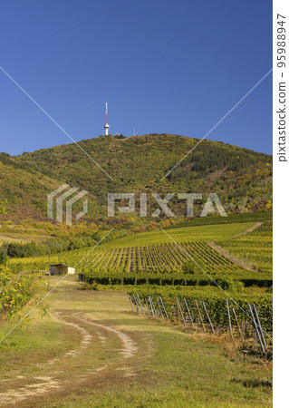 Autumn vineyard and Tokaji-hegy (513 m), Tokaj region, Great Plain and North, Hungary Autumn vineyard and Tokaji-hegy (513 m), Tokaj region, Great Plain and North, Hungary 95988947