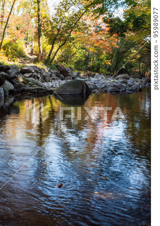 Scenery that is healed by natural scenery with clear stream and colored leaves in early autumn 95989077