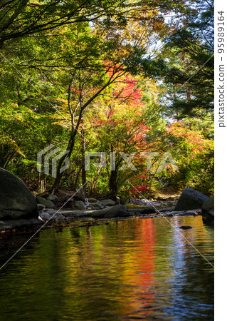 Scenery that is healed by natural scenery with clear stream and colored leaves in early autumn Scenery that is healed by natural scenery with clear stream and colored leaves in early autumn 95989164