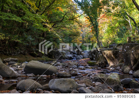 Scenery that is healed by natural scenery with clear stream and colored leaves in early autumn Scenery that is healed by natural scenery with clear stream and colored leaves in early autumn 95989165