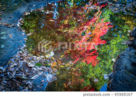 初秋被清澈的溪流和紅葉治癒的風景 初秋被清澈的溪流和紅葉治癒的風景 95989167