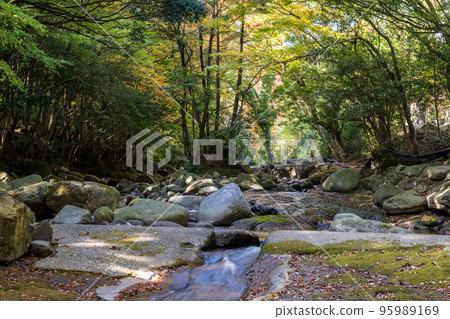初秋被清澈的溪流和紅葉治癒的風景 初秋被清澈的溪流和紅葉治癒的風景 95989169