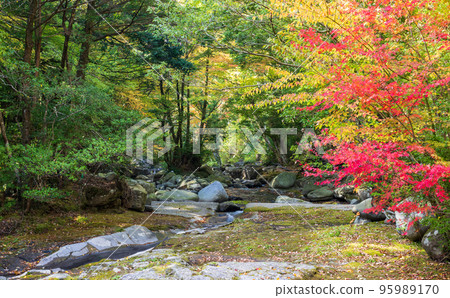 初秋被清澈的溪流和紅葉治癒的風景 初秋被清澈的溪流和紅葉治癒的風景 95989170