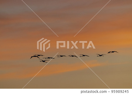 Flamingo in Parc Naturel regional de Camargue, Provence, France 95989245