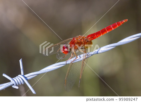 red  dragonfly on the wire in Camargue, France red  dragonfly on the wire in Camargue, France 95989247