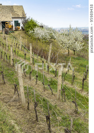spring landscape with vineyrd in Szekszard region, Hungary spring landscape with vineyrd in Szekszard region, Hungary 95989438