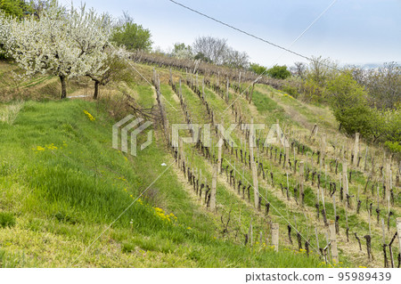 spring landscape with vineyrd in Szekszard region, Hungary 95989439