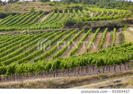 landscape with vineyards near Retz, Lower Austria, Austria landscape with vineyards near Retz, Lower Austria, Austria 95989487