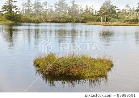 The water surface of Chigo Pond on the summit of Mt. Yakebitai and floating islands 95989591
