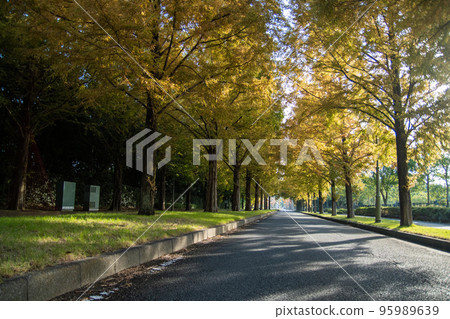 Metasequoia Tree Line 95989639
