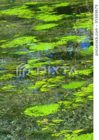 Clear stream of Daio Wasabi Farm in Azumino 95989679