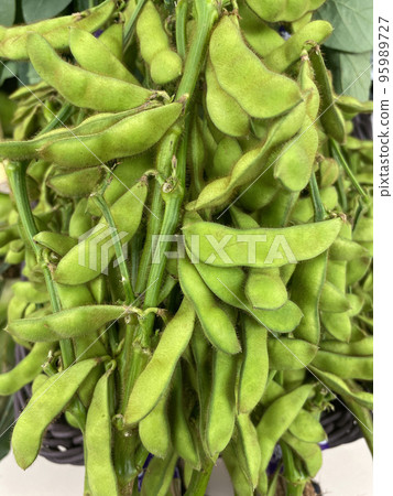 Green soybeans with branches Green soybeans with branches 95989727