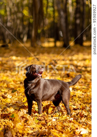 young statuesque Labrador retriever dog of chocolate color stands proudly on a sunny autumn day on yellow foliage on a walk in the park young statuesque Labrador retriever dog of chocolate color stands proudly on a sunny autumn day on yellow foliage on a walk in the park 95989927