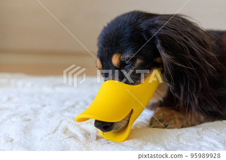 A depressed dog with a muzzle because of bad behavior A depressed dog with a muzzle because of bad behavior 95989928