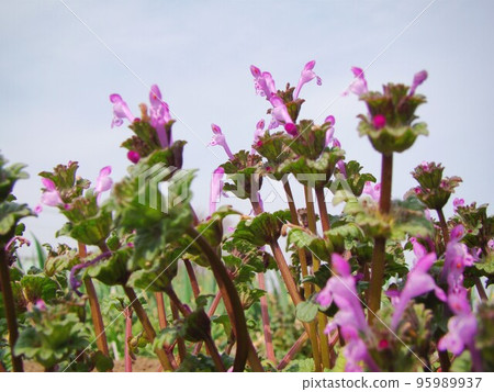 Sungai rush flower 95989937