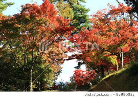 丹波自然運動公園的紅葉 95990082