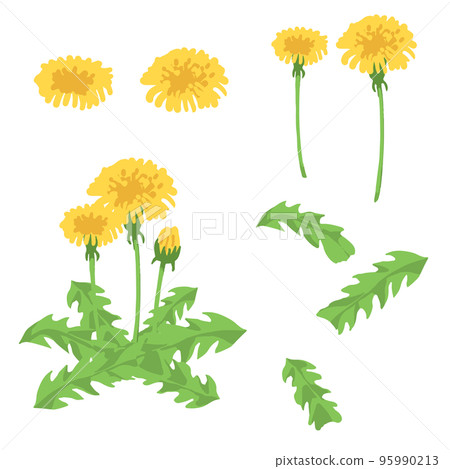 dandelion material dandelion material 95990213