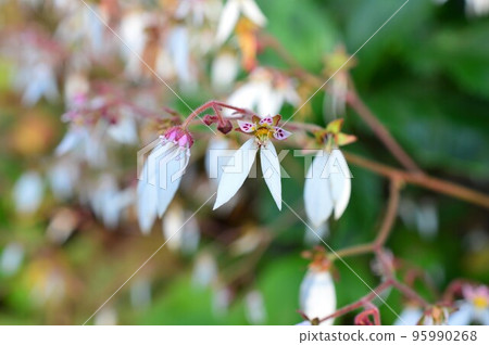 Under the snow (Saxifrage) 95990268