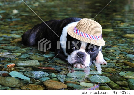 A Boston terrier with a straw hat staring cutely at the shallow waters of the Tokigawa River in Tokigawa Town, a popular spot for playing in the river♡Mighty-kun♡ A Boston terrier with a straw hat staring cutely at the shallow waters of the Tokigawa River in Tokigawa Town, a popular spot for playing in the river♡Mighty-kun♡ 95990592