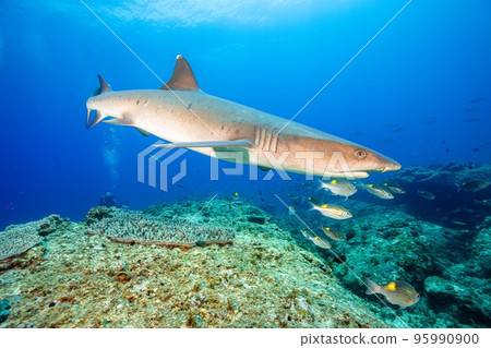 capricious capricious 95990900