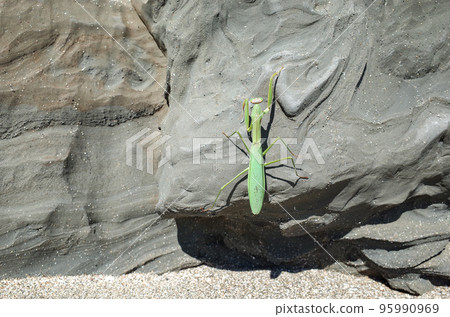 努力工作的螳螂爬岩壁 95990969