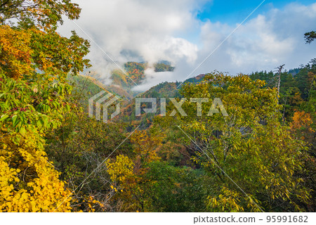 Cloud fog and autumn leaves [Ikeda-cho, Kitaazumi-gun] 95991682