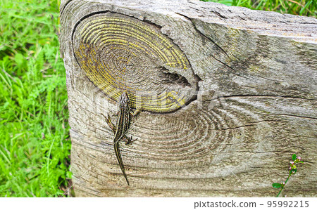 Lizard on a wooden board. Nature at the dacha. Bright juicy grass. Lizard on a wooden board. Nature at the dacha. Bright juicy grass. 95992215