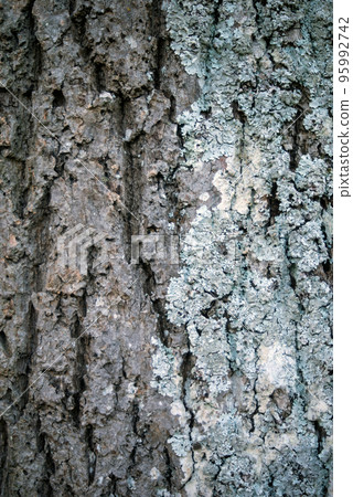 Closeup of tree trunk with lichen texture 95992742