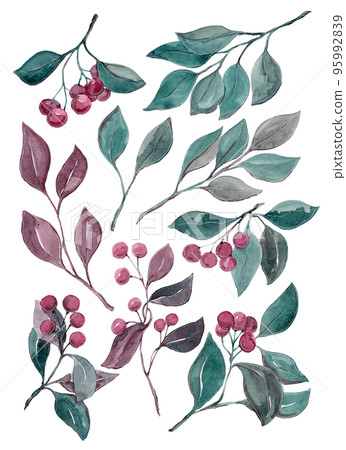 Ripe berries and branches of green leaves. Watercolor illustrations Ripe berries and branches of green leaves. Watercolor illustrations 95992839