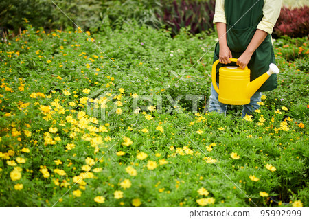 Cropped image of plant nursery worker with watering can standing among blooming flowers Cropped image of plant nursery worker with watering can standing among blooming flowers 95992999