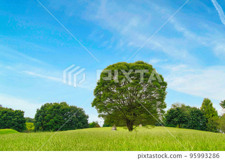 一棵樹站在廣闊公園的草坪上，映襯藍天 95993286