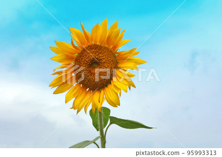 在藍天的向日葵 在藍天的向日葵 95993313