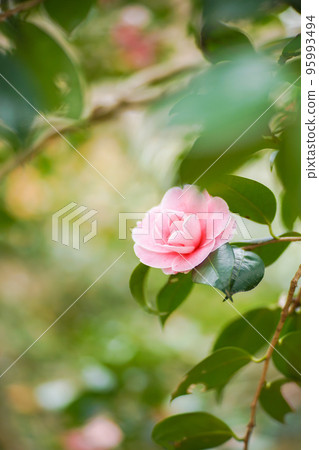 Tsubaki.11 (pink vertical position) Tsubaki.11 (pink vertical position) 95993494
