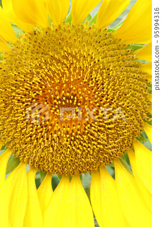 The big sunflower 95994316