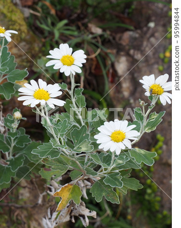 white flowers 95994844