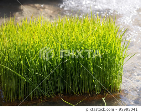 Rice seedlings before rice planting Rice seedlings before rice planting 95995041