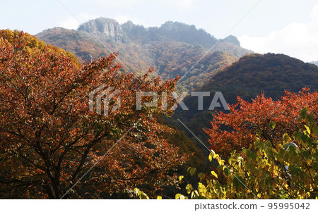 月嶽山, 松溪, 自然, 秋天, 樹葉, 堤川, 忠北 月嶽山, 松溪, 自然, 秋天, 樹葉, 堤川, 忠北 95995042