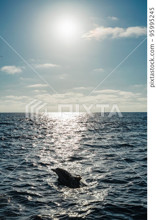 common dolphin silhouette against the sun swimming in blue Pacific ocean Whale watching tours in California USA Wildlife preservation and marine biodiversity 95995245
