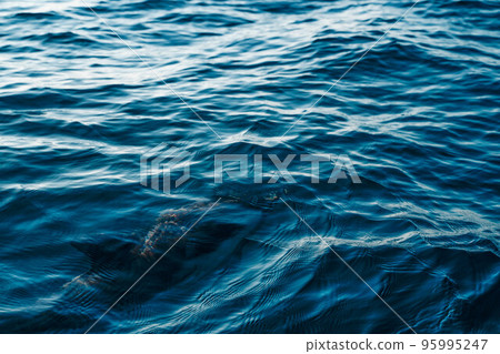 close up of a common dolphin underwater in the blue Pacific ocean on a sunny day of whale watching Wildlife preservation and marine biodiversity 95995247