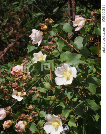 white flowers of hibiscus white flowers of hibiscus 95995353