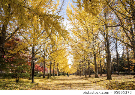 Ginkgo trees at Yamagata Comprehensive Athletic Park Tendo City, Yamagata Prefecture 95995373