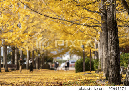 Ginkgo trees at Yamagata Comprehensive Athletic Park Tendo City, Yamagata Prefecture 95995374