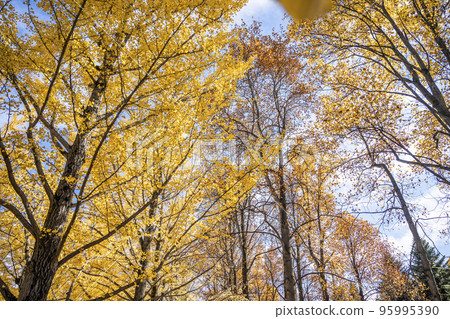 山形縣山形綜合運動公園天童市的銀杏樹 95995390