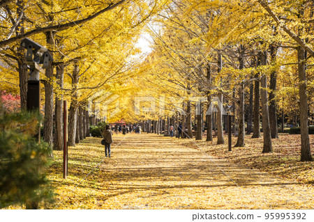 山形縣山形綜合運動公園天童市的銀杏樹 95995392