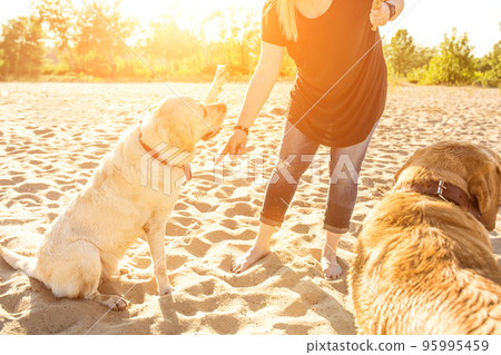 Two labrador friends playing on the beach. Sun flare 95995459