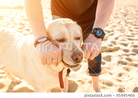 Portrait of young beautiful woman in sunglasses sitting on sand beach with golden retriever dog. Girl with dog by sea. Sun flare 95995460