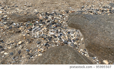plenty colorful shells on the sand plenty colorful shells on the sand 95995507