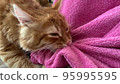 a redhaired kitten pulls a pink blanket over itself 95995595