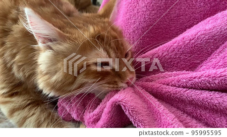 a redhaired kitten pulls a pink blanket over itself a redhaired kitten pulls a pink blanket over itself 95995595